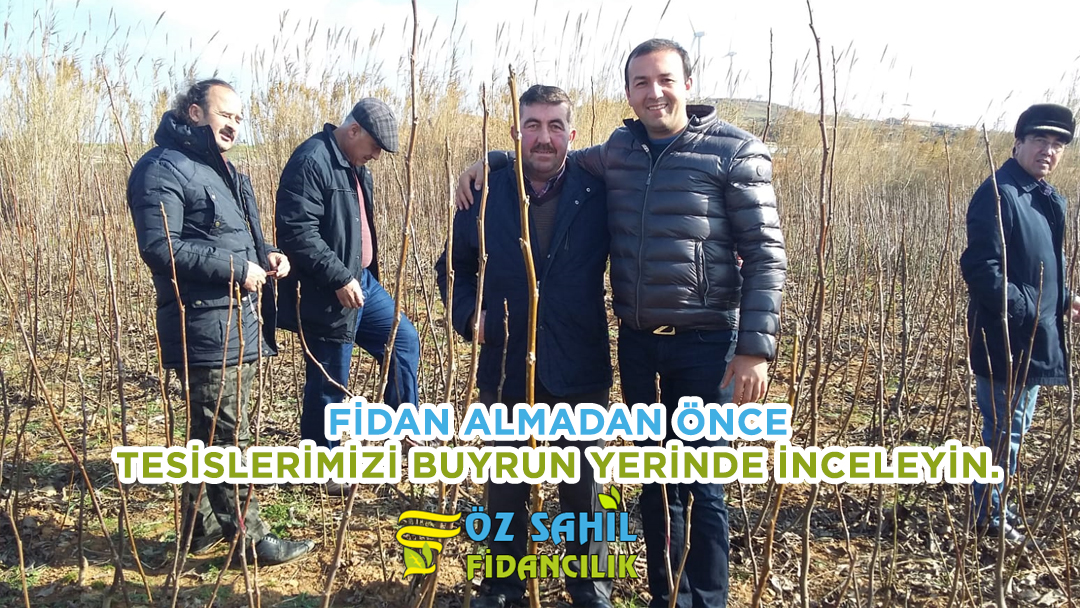 1 acik koklu ceviz fidani satisi 2019