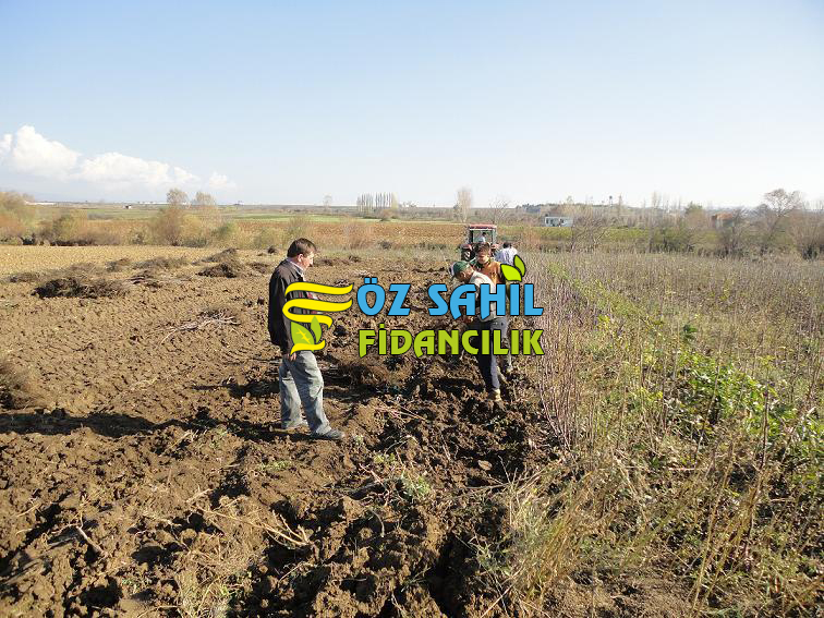 açık köklü ceviz fidanı