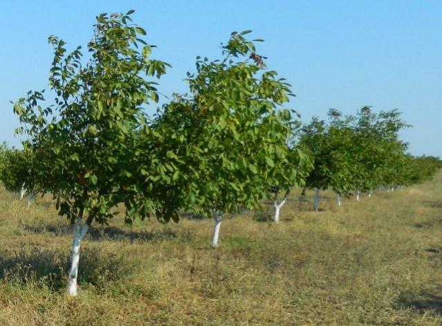 bodur ceviz ağaçları