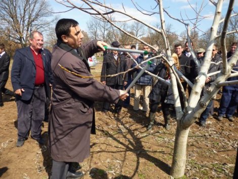 ceviz ağacı budama