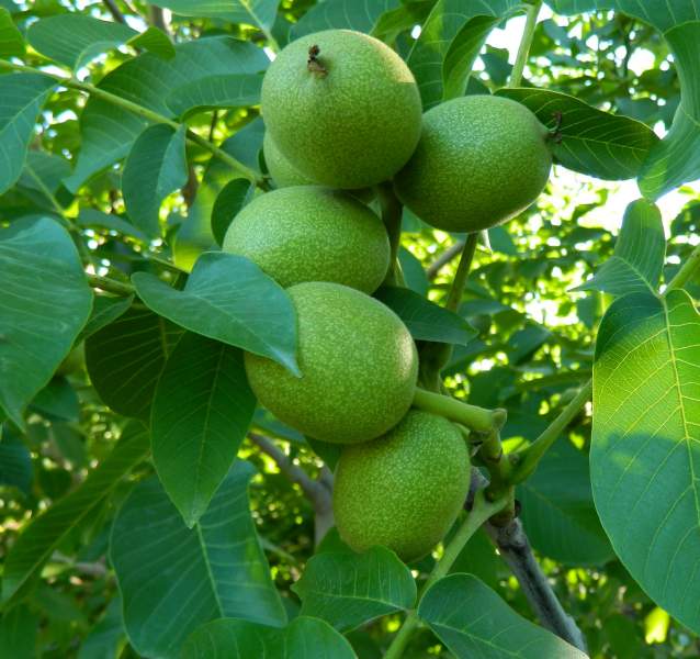 ceviz-yetistiriciligi